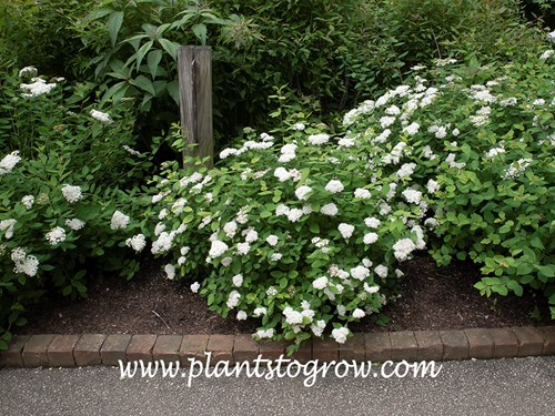 Fritsch Spirea (Spiraea fritschiana var. latifolia)